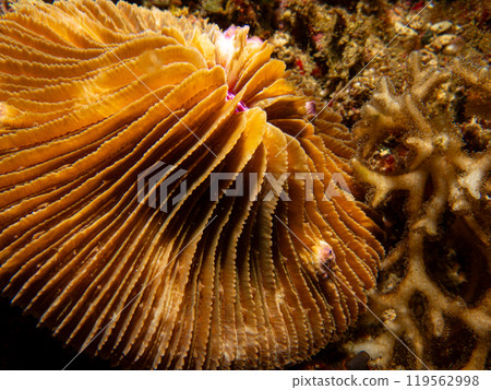 Common mushroom coral, Fungia fungites, in a tropical coral reef of Puerto Galera, Philippines Common mushroom coral, Fungia fungites, in a tropical coral reef of Puerto Galera, Philippines 119562998