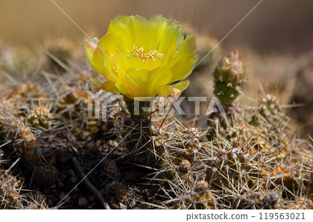 Beautiful yellow prickly pear cactus is blooming in the desert 119563021