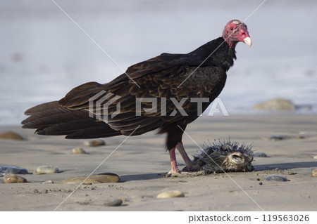 Turkey vulture bird is eating a dead fish on the beach Turkey vulture bird is eating a dead fish on the beach 119563026