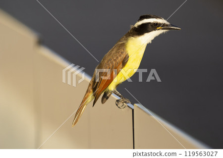 Colorful bird great kiskadee perched on a fence in Mexico Colorful bird great kiskadee perched on a fence in Mexico 119563027