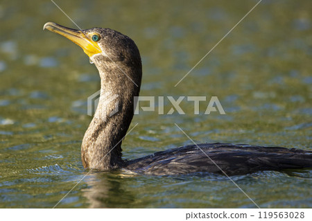 Bird double crested cormorant swimming after diving Bird double crested cormorant swimming after diving 119563028