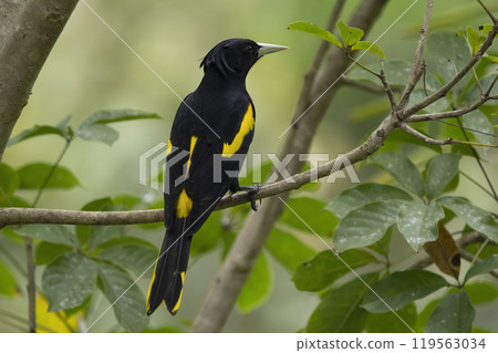 Black bird yellow-winged cacique perched on a tree Black bird yellow-winged cacique perched on a tree 119563034
