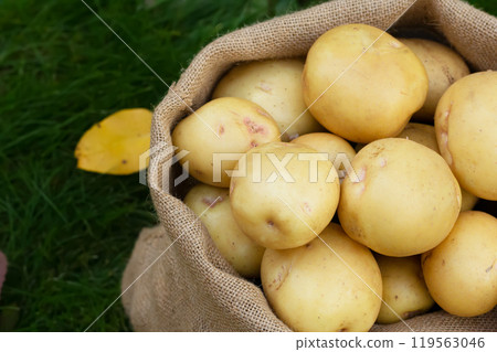 Yukon gold potatoes in a burlap sack on the green lawn Yukon gold potatoes in a burlap sack on the green lawn 119563046