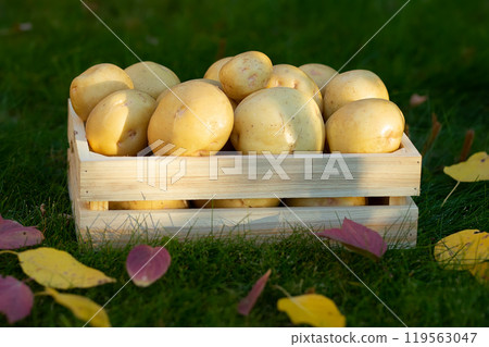 Yukon gold potatoes in the wooden crate on the green lawn Yukon gold potatoes in the wooden crate on the green lawn 119563047