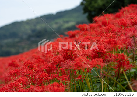 [Autumn] Clusters of red spider lilies [Hoshitani, Katsuura-cho, Katsuura-gun, Tokushima Prefecture] 119563139