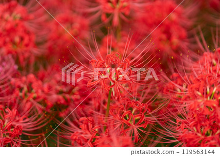 [Autumn] Clusters of red spider lilies [Hoshitani, Katsuura-cho, Katsuura-gun, Tokushima Prefecture] 119563144