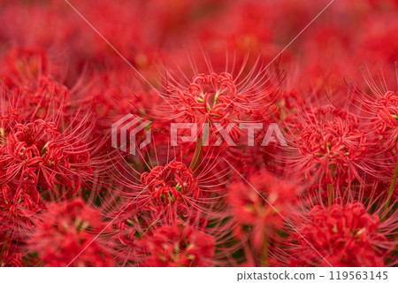 [Autumn] Clusters of red spider lilies [Hoshitani, Katsuura-cho, Katsuura-gun, Tokushima Prefecture] 119563145