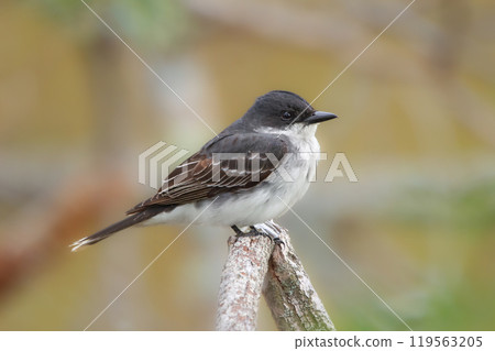 Bird Eastern kingbird is sitting on a twig in the autumn park. 119563205