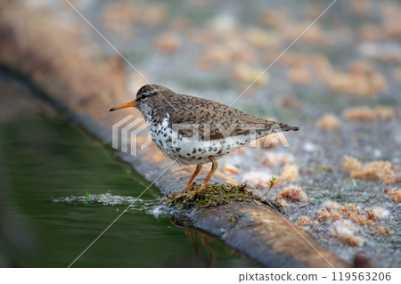 Spotted sandpiper is foraging near water from the log in wetland. Spotted sandpiper is foraging near water from the log in wetland. 119563206