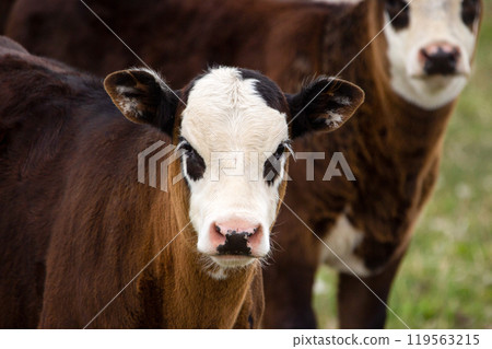 Portrait of a brown dairy cow with a white head on a pasture 119563215