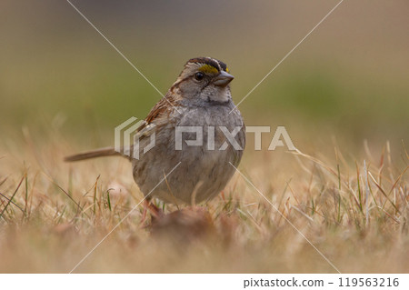 White-throated sparrow or zonotrichia albicollis perched in yellow grass White-throated sparrow or zonotrichia albicollis perched in yellow grass 119563216