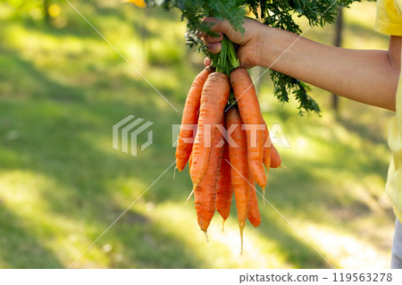 A hand of a gardener is holding a bundle of big orange carrots with leaves in the yard in warm autumn light. 119563278