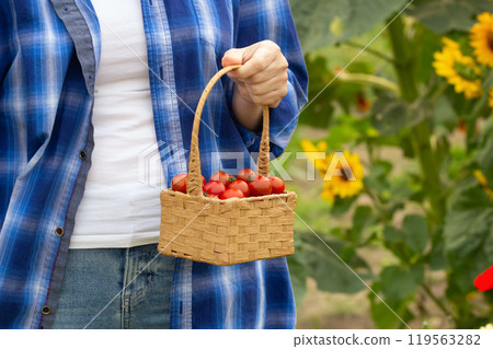 A female gardener in blue plaid shirt is holding a little wicker basket with little red cherry tomatoes in the garden. Sunflowers in the background. 119563282