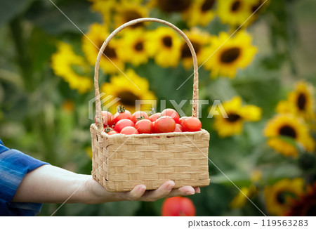 A hand with a little square wicker basket with red little homegrown cherry tomatoes in the garden. Blooming yellow sunflowers in the background. 119563283