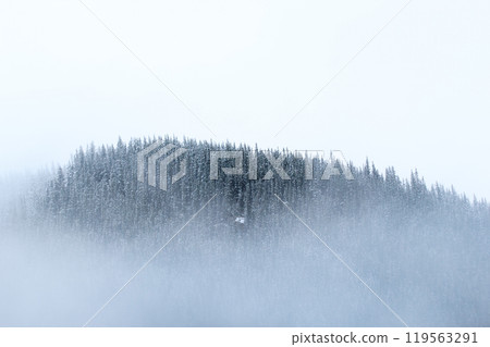 Cloud of snow on a mountain covered with spruce and pine forest in winter. 119563291