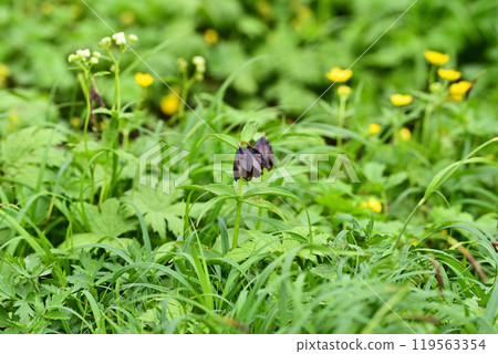 Miyama Kuroyuri Miyama Kuroyuri 119563354