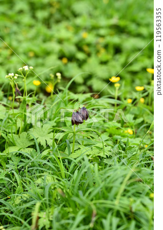 Miyama Kuroyuri 119563355