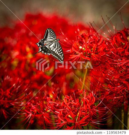 [秋季]紅蜘蛛百合與燕尾蝶[德島縣勝浦郡勝浦町星谷] 119563479