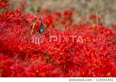 [秋季]紅蜘蛛百合與燕尾蝶[德島縣勝浦郡勝浦町星谷] 119563491