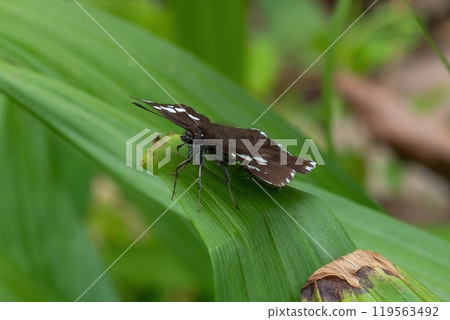 大名 seri 棲息在綠葉上，翅膀完全張開 119563492