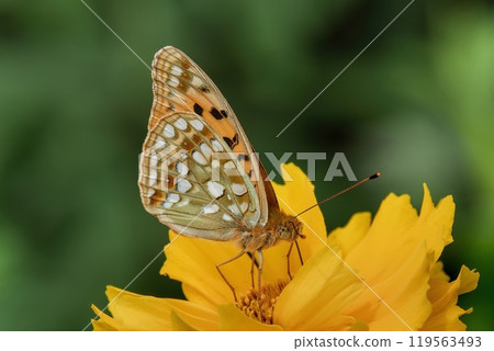 A fritillary butterfly sucking nectar from a yellow goldenrod 119563493
