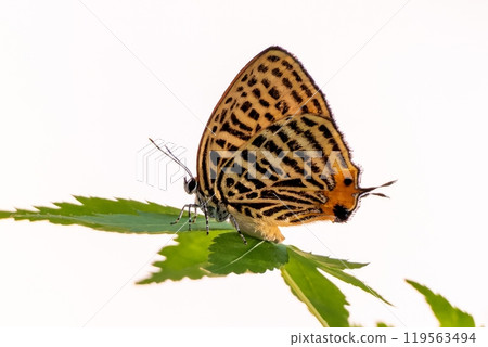 橙色烏拉米亞蟬棲息在綠葉上 橙色烏拉米亞蟬棲息在綠葉上 119563494