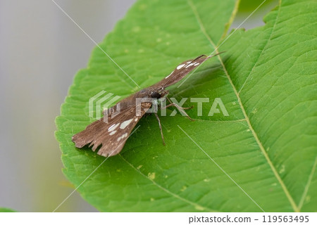 大名 seri 棲息在綠葉上,翅膀完全張開 大名 seri 棲息在綠葉上,翅膀完全張開 119563495