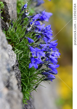 Iwagome Iwagome 119563564