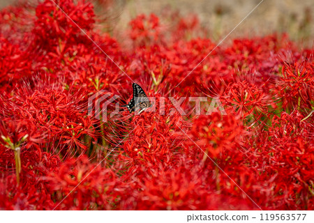 [Autumn] Red spider lilies and swallowtail butterflies [Hoshitani, Katsuura-cho, Katsuura-gun, Tokushima Prefecture] 119563577
