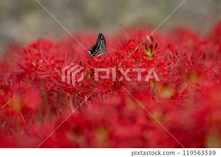 [秋季]紅蜘蛛百合與燕尾蝶[德島縣勝浦郡勝浦町星谷] 119563589