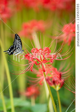 [Autumn] Red spider lilies and swallowtail butterflies [Hoshitani, Katsuura-cho, Katsuura-gun, Tokushima Prefecture] 119563593