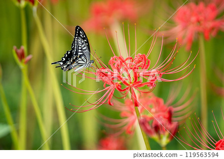 [Autumn] Red spider lilies and swallowtail butterflies [Hoshitani, Katsuura-cho, Katsuura-gun, Tokushima Prefecture] 119563594