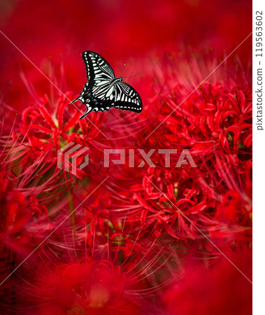 [Autumn] Red spider lilies and swallowtail butterflies [Hoshitani, Katsuura-cho, Katsuura-gun, Tokushima Prefecture] 119563602