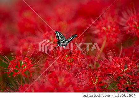 [秋季]紅蜘蛛百合與燕尾蝶[德島縣勝浦郡勝浦町星谷] 119563604