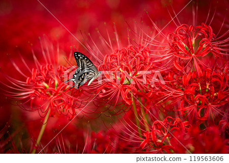 [秋季]紅蜘蛛百合與燕尾蝶[德島縣勝浦郡勝浦町星谷] 119563606