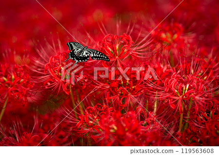 [Autumn] Red spider lilies and swallowtail butterflies [Hoshitani, Katsuura-cho, Katsuura-gun, Tokushima Prefecture] 119563608