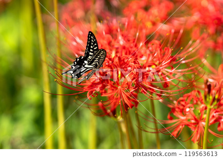[秋季]紅蜘蛛百合與燕尾蝶[德島縣勝浦郡勝浦町星谷] 119563613