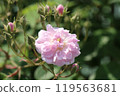 Rose of pink 119563681