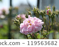 Rose of pink 119563682