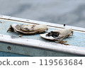 Fresh oyster 119563684