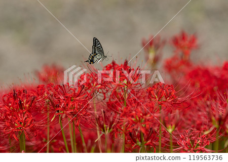 [Autumn] Red spider lilies and swallowtail butterflies [Hoshitani, Katsuura-cho, Katsuura-gun, Tokushima Prefecture] 119563736