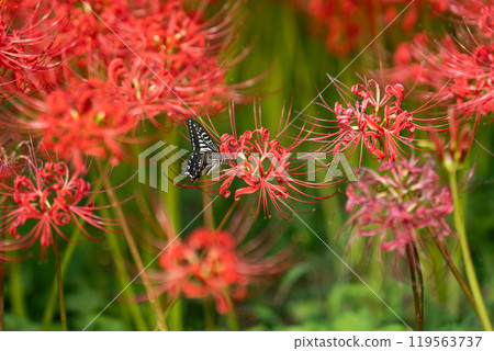 [秋季]紅蜘蛛百合與燕尾蝶[德島縣勝浦郡勝浦町星谷] 119563737
