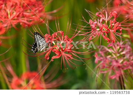 [秋季]紅蜘蛛百合與燕尾蝶[德島縣勝浦郡勝浦町星谷] 119563738