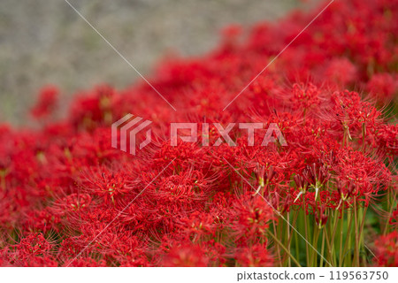 [Autumn] Clusters of red spider lilies [Hoshitani, Katsuura-cho, Katsuura-gun, Tokushima Prefecture] 119563750