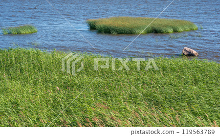 seascape, baltic sea coast with reed beds in the foreground seascape, baltic sea coast with reed beds in the foreground 119563789