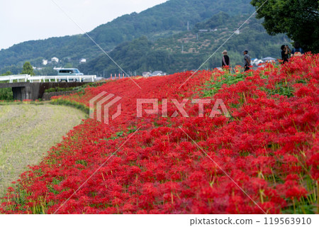 [Autumn] Clusters of red spider lilies [Hoshitani, Katsuura-cho, Katsuura-gun, Tokushima Prefecture] 119563910