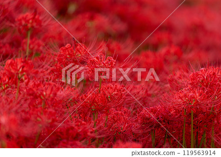 [Autumn] Clusters of red spider lilies [Hoshitani, Katsuura-cho, Katsuura-gun, Tokushima Prefecture] 119563914