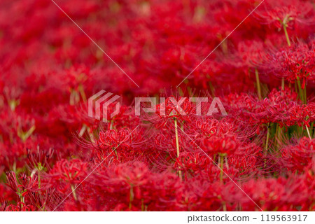 [秋天]簇生的蜘蛛百合[德島縣勝浦郡勝浦町星谷] 119563917