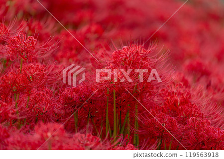 [秋天]簇生的蜘蛛百合[德島縣勝浦郡勝浦町星谷] 119563918