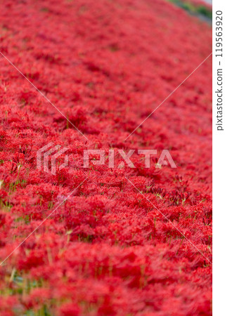 [秋天]簇生的蜘蛛百合[德島縣勝浦郡勝浦町星谷] 119563920